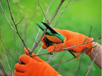 Taille haie,tailler,taille de haie,jardins