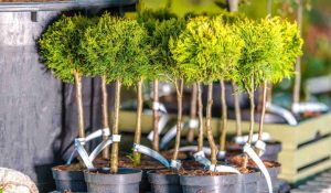 amenagement jardin toit terrasse