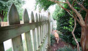 cloture jardin belgique